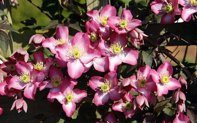 RAGANĖ KALNINĖ 'FREDA'